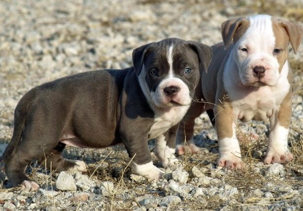 American Pitbull Terrier Puppies 3