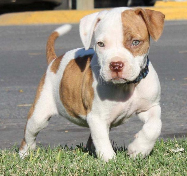 American Pitbull Terrier Puppies 4