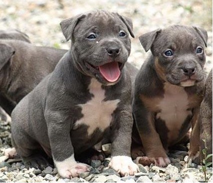 American Pitbull Terrier Puppies 7