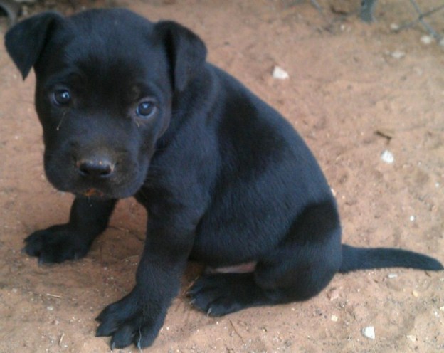 Black Pitbull Puppies 3