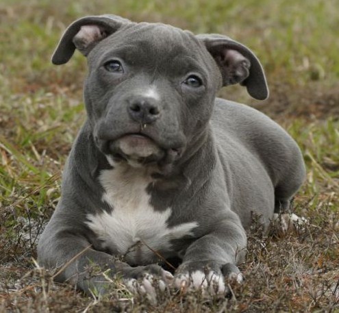 Blue Nose Pitbull Puppies 2