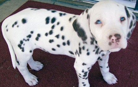 pitbull mix dalmatian puppies mixed pit husky dogs dalmatians breed puppy pitbulls pets pitbullpuppies