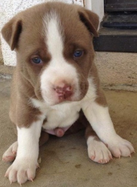 Husky Pitbull Mix Puppies 1