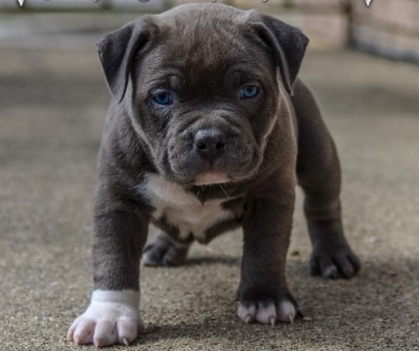 Miniature Pitbull Puppies 1