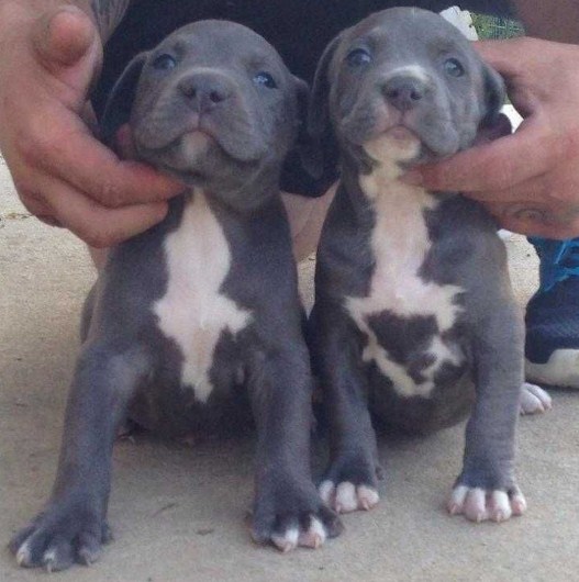 Pitbull Puppies for Sale 1