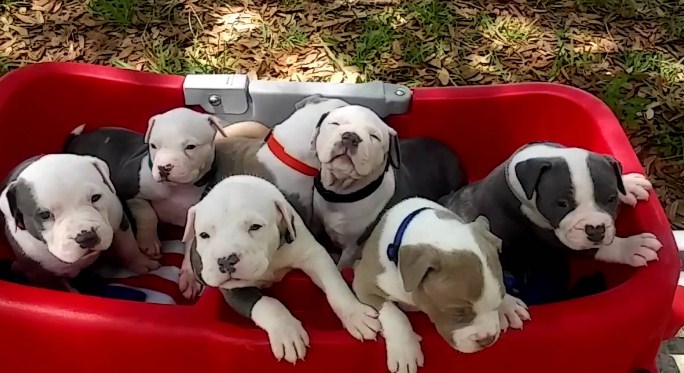 Pitbull Puppies for Sale 3