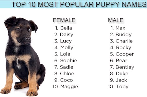 Pitbull Puppy Names for Female and Male