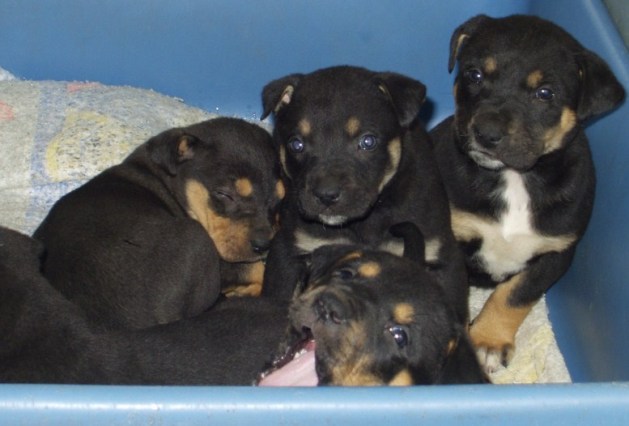 Rottweiler and Pitbull Mix Puppies 2