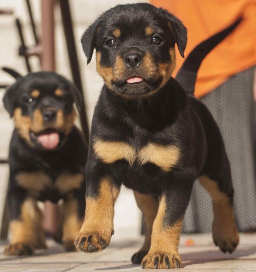Rottweiler and Pitbull Mix Puppies 4