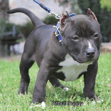 Train a Pitbull Puppy 2