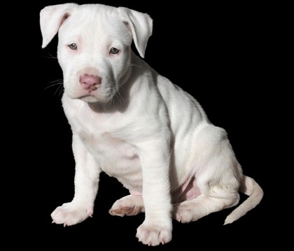White Pitbull Puppies 1