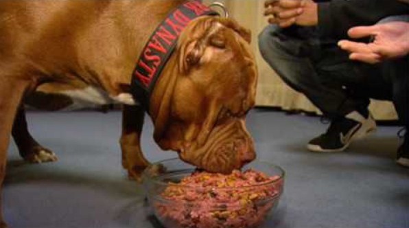 Best Dog Food for Pitbulls 3