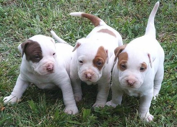 American Pitbull Terrier Puppies 2