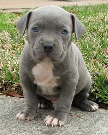 American Pitbull Terrier Puppies 8