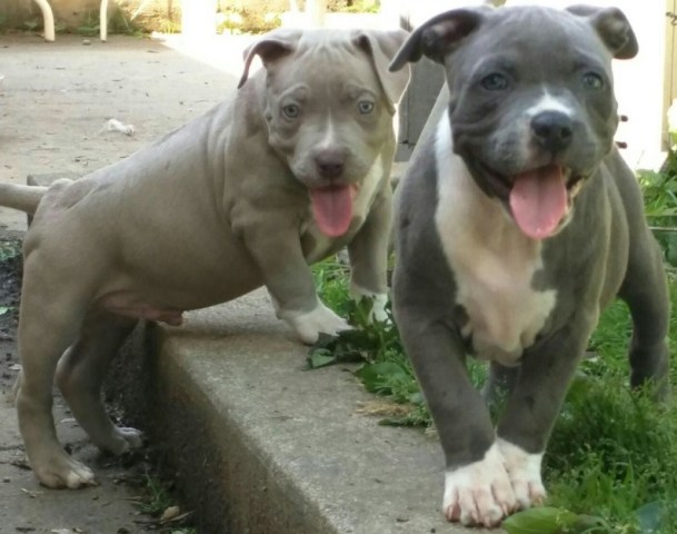 Big Pitbull Puppies 1