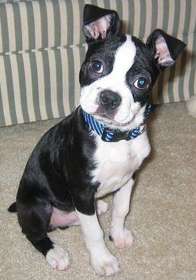 Boston Terrier Pitbull Mix Puppies for Sale