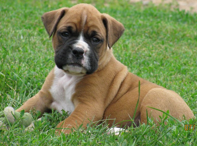 Boxer Pitbull Puppies 2