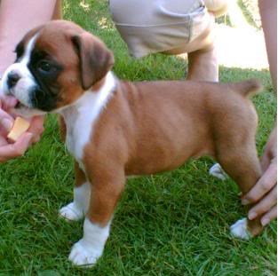 Boxer Pitbull Puppies 1