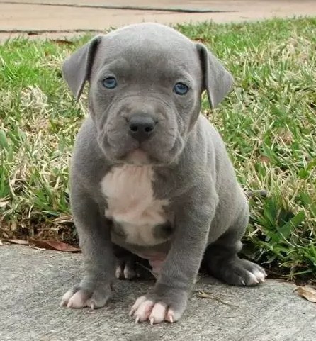 Cutest Pitbull Puppy 2