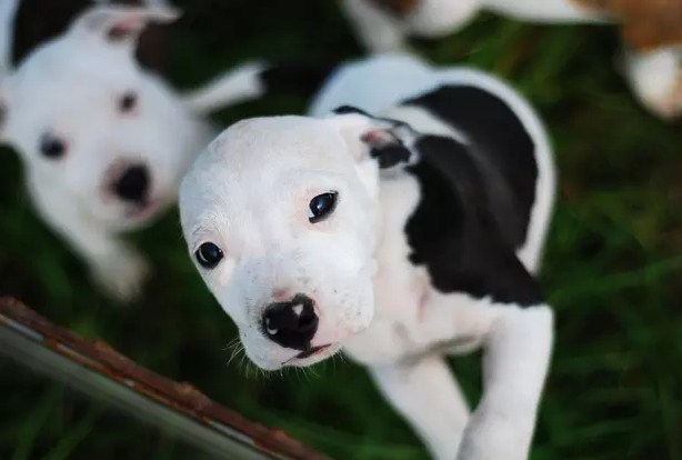 Cutest Pitbull Puppy 3
