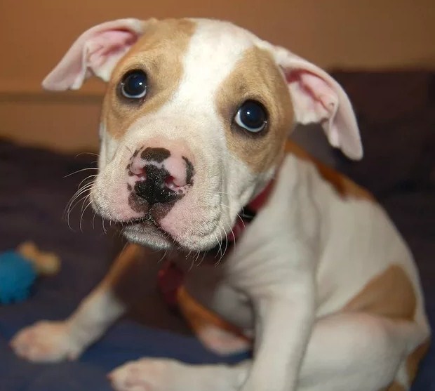 Cutest Pitbull Puppy 4