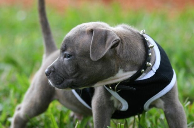 Pictures of Pitbull Puppies 1