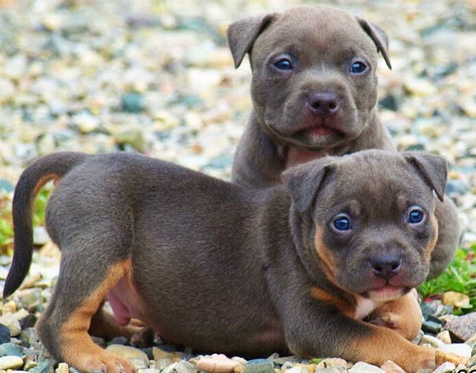 Pictures of Pitbull Puppies 4