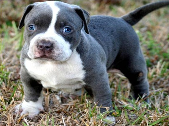 Pictures of Pitbull Puppies 5
