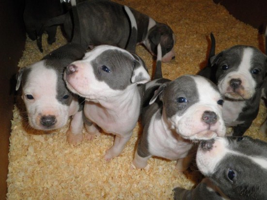 Pitbull Puppies 4