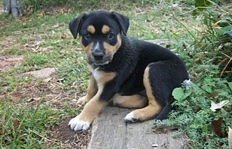 Rottweiler and Pitbull Mix Puppies 1