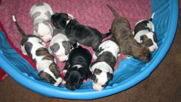 Tri Color Pitbull Puppies 1
