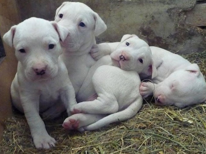 White Pitbull Puppies 3