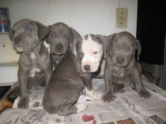 King Gotti Pitbull Puppies for Sale 2