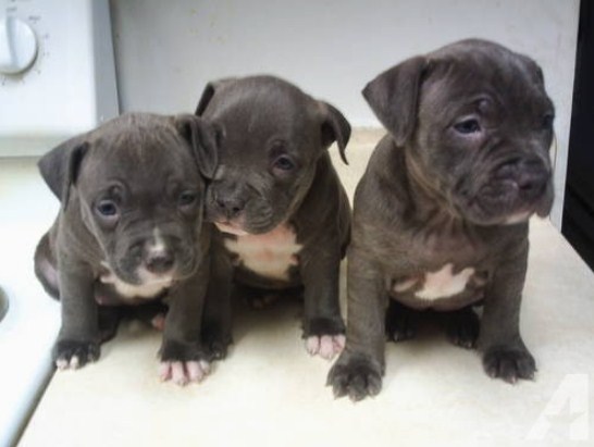 King Gotti Pitbull Puppies for Sale 3