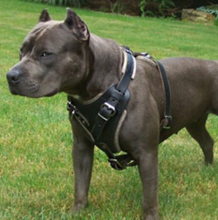 Leather Harness for Pitbulls 2