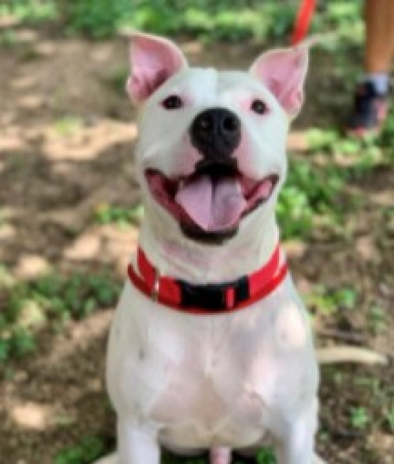 How Much Does It Cost to Get a Dog from Villalobos Pitbull Puppies