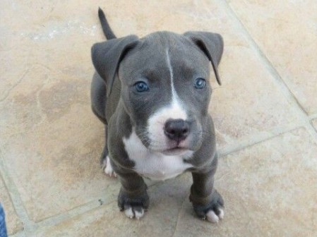 Blue Nose Pitbull Rottweiler Mix Puppies for Sale