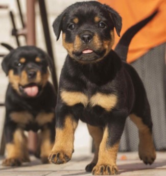 Red Nose Pitbull Rottweiler Mix Puppies