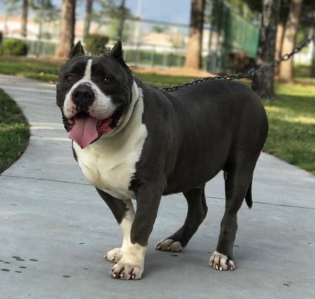 Best of the Best Badass Exotic Pitbull Names