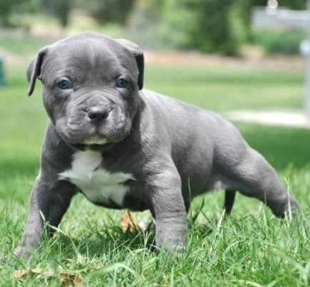 Blue Nose Gator Pitbull Puppies for Sale