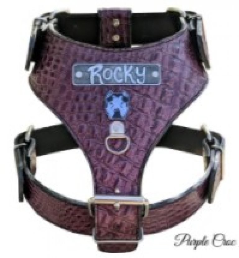 Custom Pitbull Collars and Harnesses Pitbull Puppies