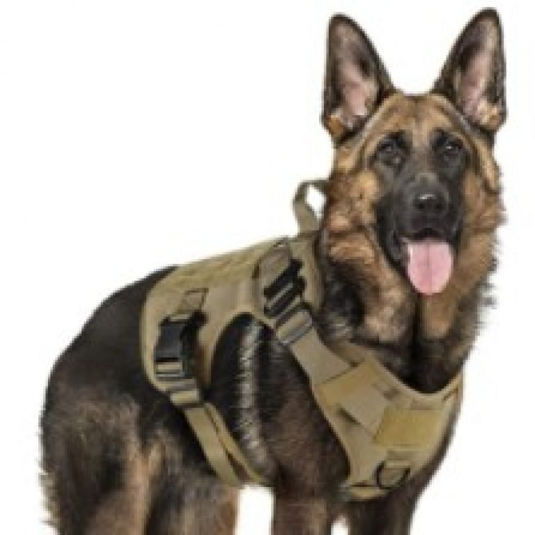 Escape Proof Dog Harness for Pitbull Pitbull Puppies