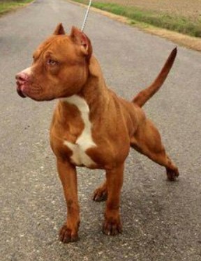Red Nose Pit bull Names