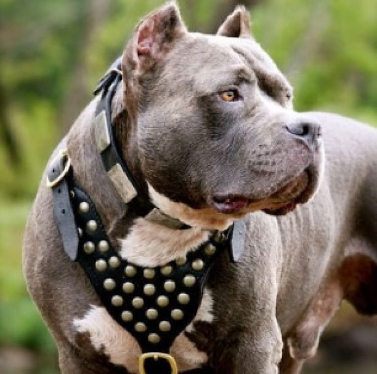 Best Leather Harness for Pitbulls Pitbull Puppies