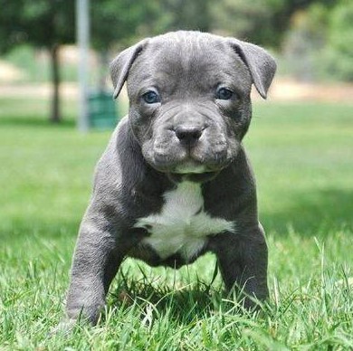 The Cost of Blue Nose Pitbulls Without Papers