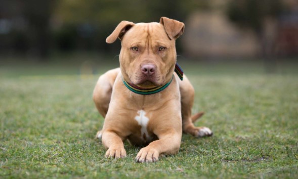 The Most Popular Male & Female Pit Bull Names