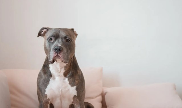 Are Pitbulls Good Apartment Dogs?