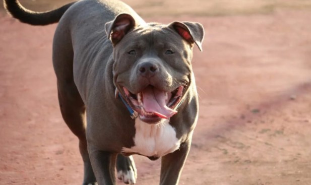 How Do You Stop a Pit Bull Attack
