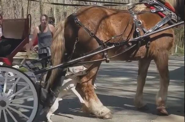 Pitbull Attacks horse at Cane Creek Park   