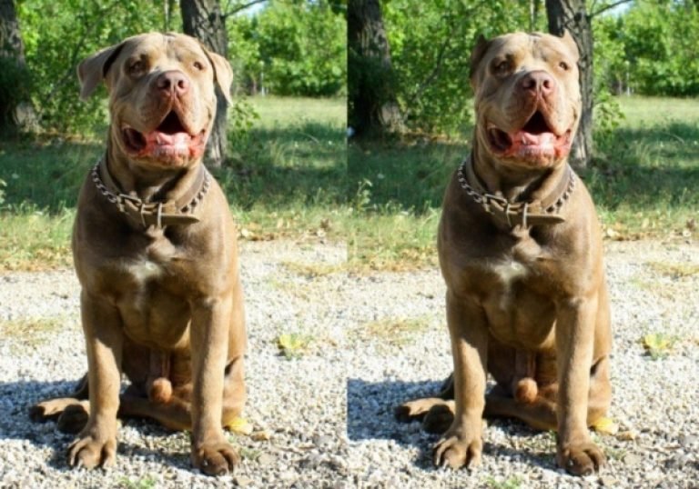Pitbull Ear Cropping Before and After Pitbull Puppies